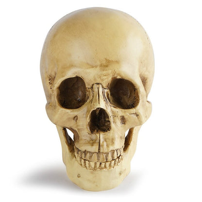 Human Skull Sculpture